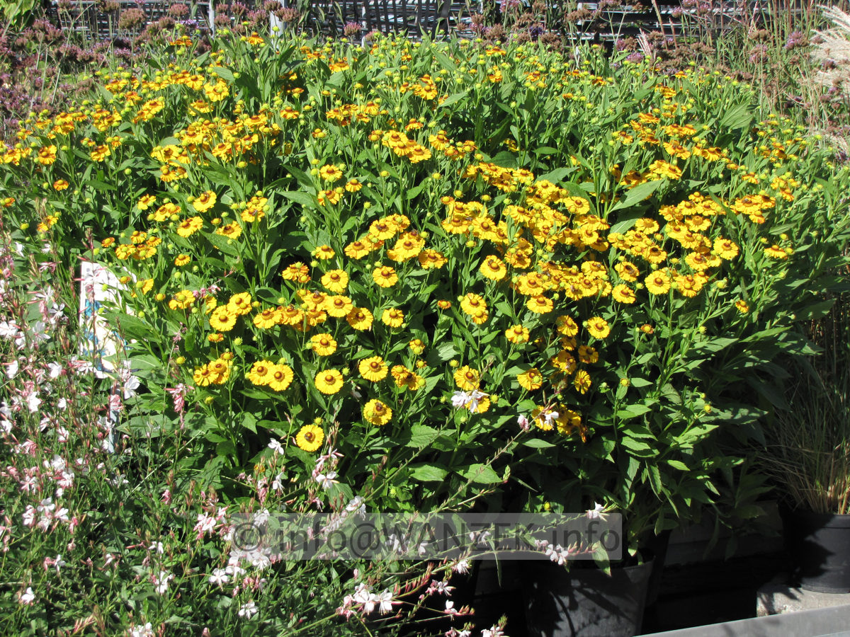 Helenium Hybride Hartmut Rieger.JPG